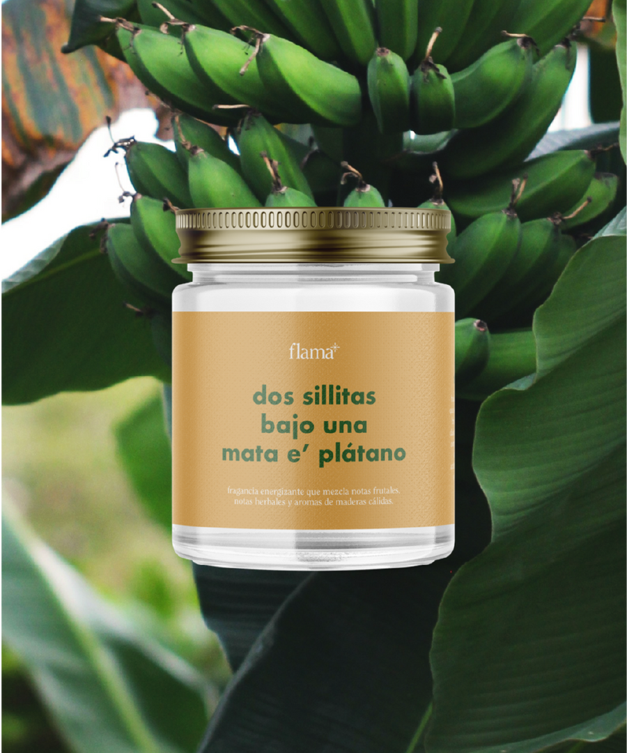 dos sillitas bajo una mata e' plátano